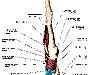 sarvangasana